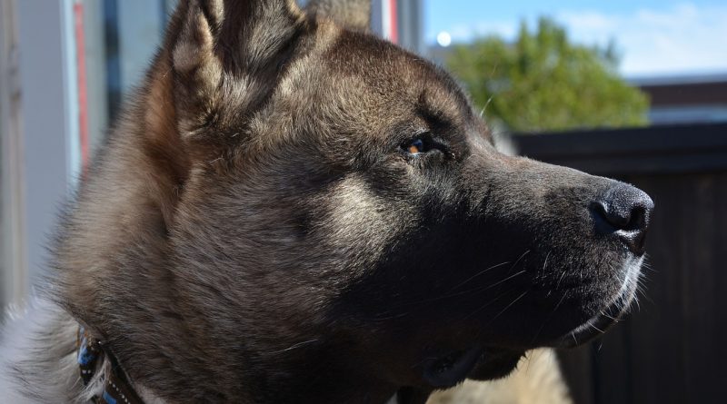 amerikai akita