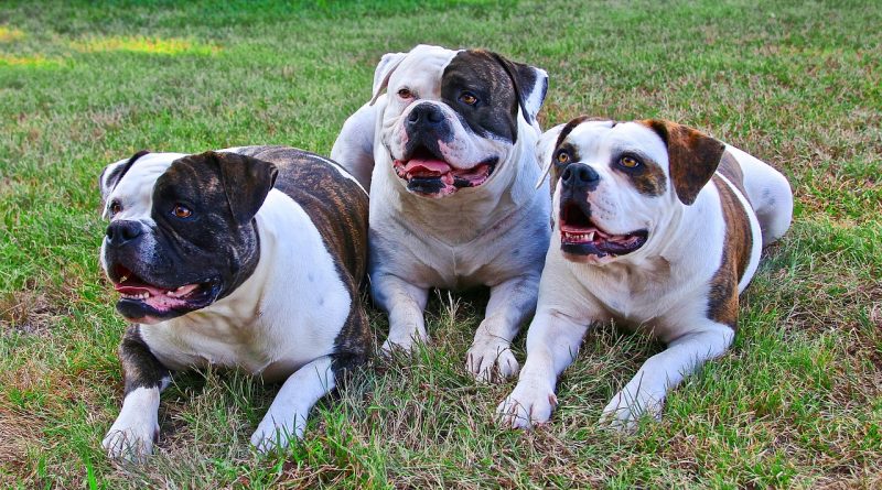 amerikai bulldog
