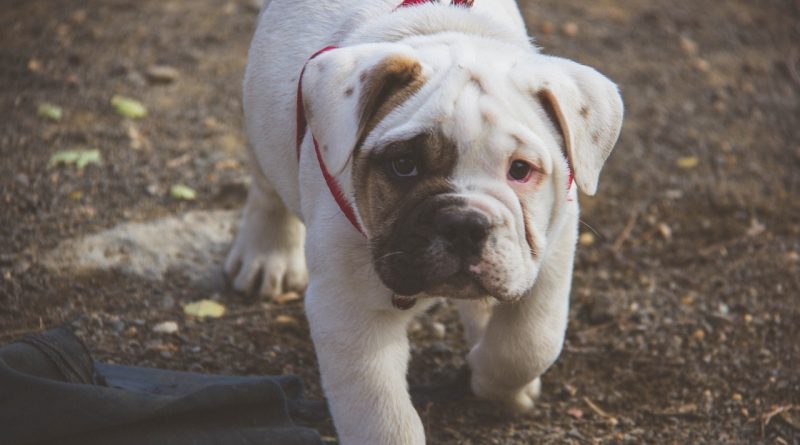 kölyök angol bulldog