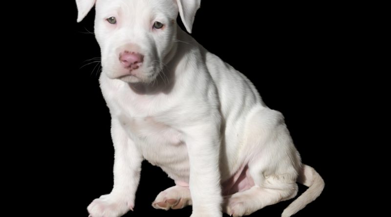 argentin dog kölyök