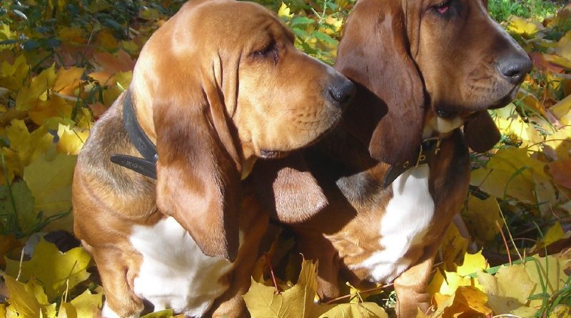 basset hound