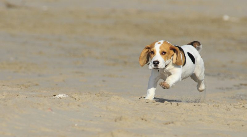 beagle kölyök