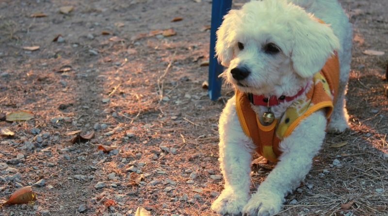 bichon frise