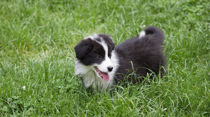 kölyök border collie
