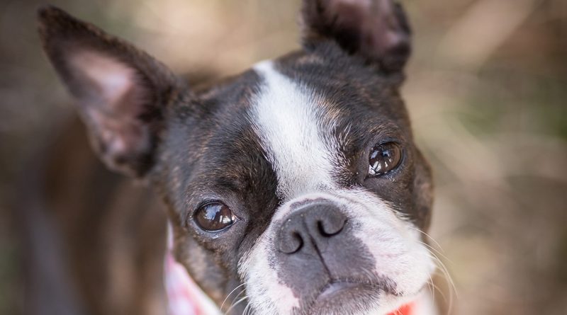 boston terrier