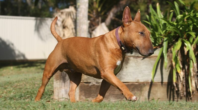 bullterrier