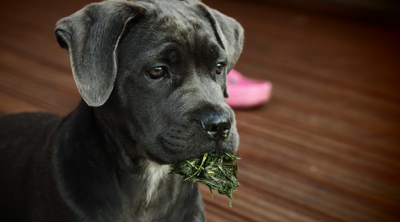 kölyök cane corso