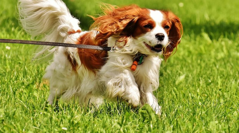 cavalier king charles spániel