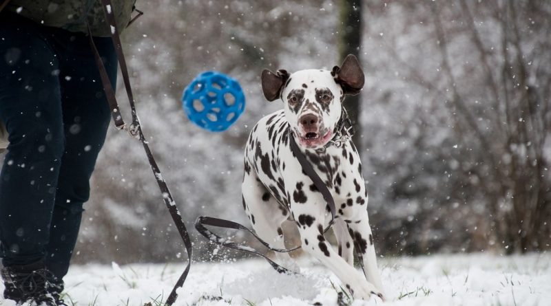 dalmata
