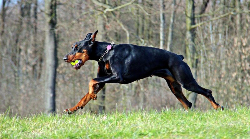 dobermann