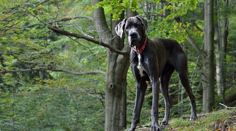 dog