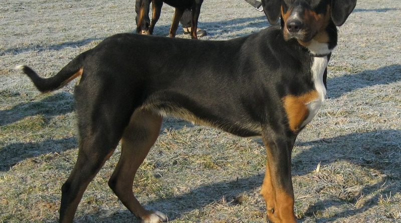 erdélyi kopó