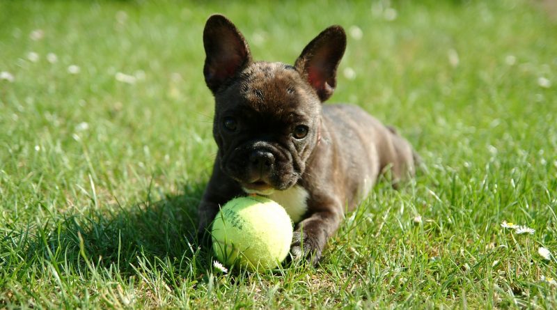 francia bulldog kölyök