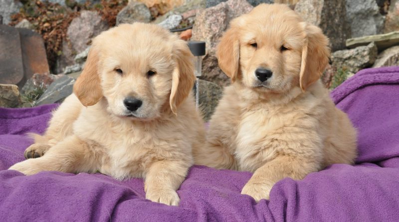golden retriever kölyök
