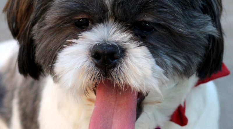 havanese