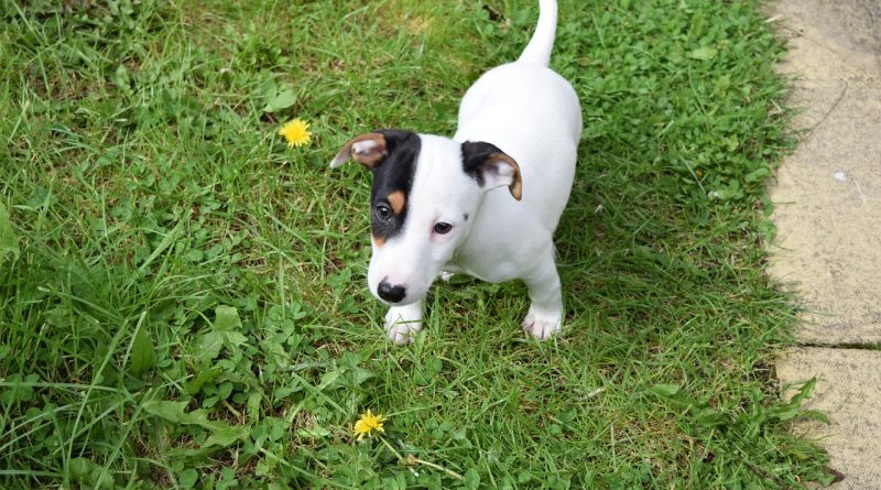 jack russell terrier kölyök
