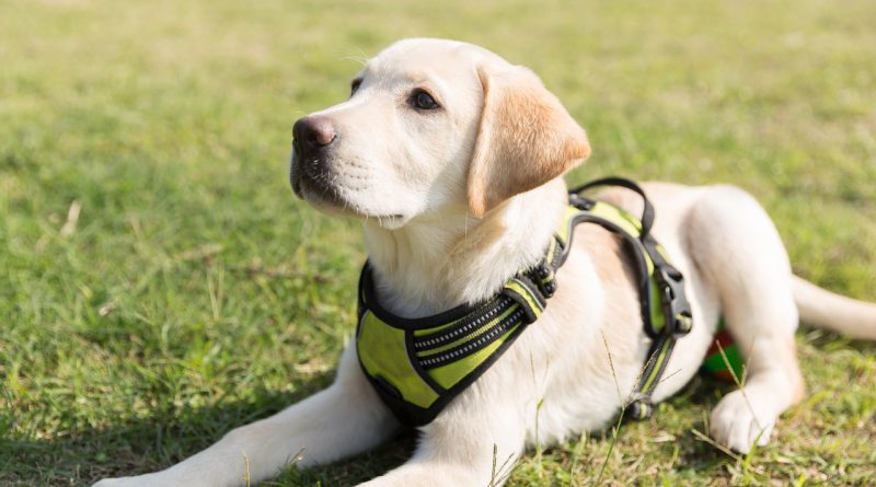 labrador