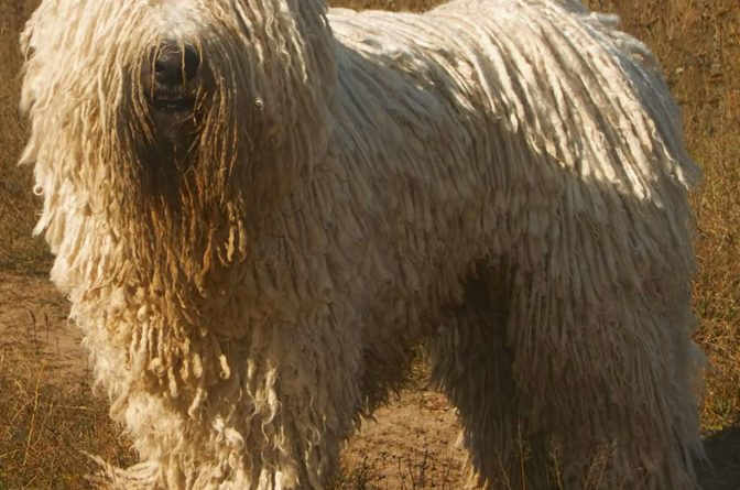 komondor