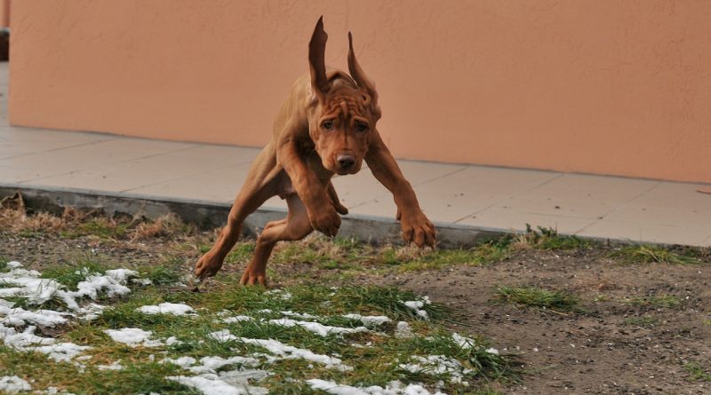 magyar vizsla kölyök