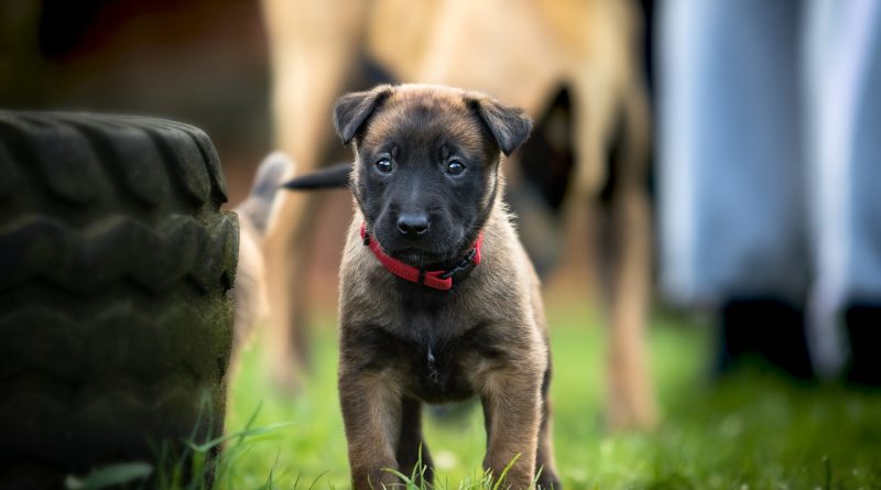 malinois kölyök