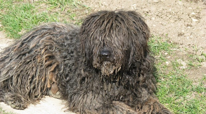 puli