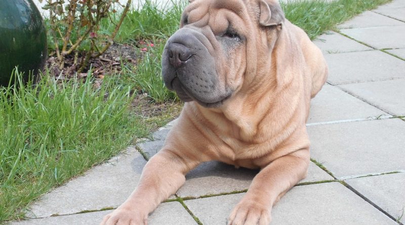 shar-pei