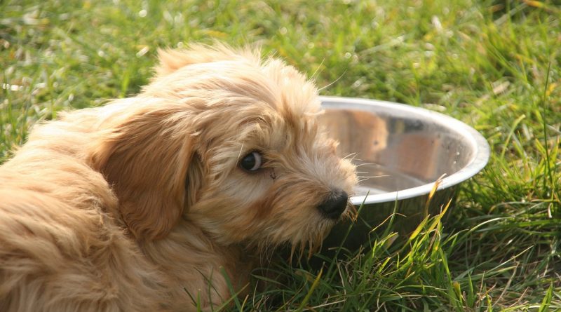 tibeti terrier kölyök