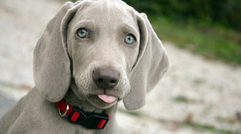 weimari vizsla kölyök