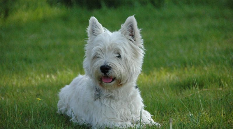 westie