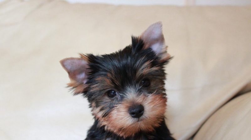 yorki kölyök
